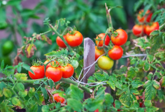 Small tasty tomatoes on a branches growing in a greenhouse