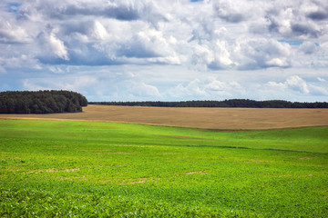 Beautiful summer landscape with green field and cloudy sky