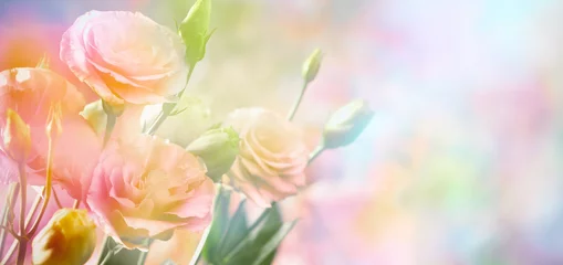 Crédence de cuisine en verre imprimé Fleurs Pink peony flower background