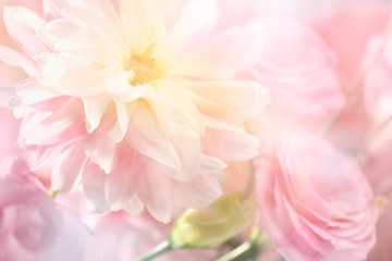 Fond de fleur de pivoine rose