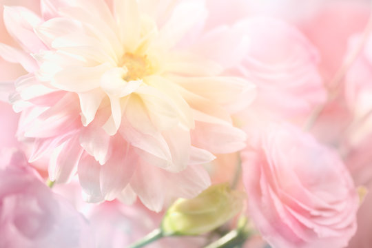 Fototapeta Pink peony flower background