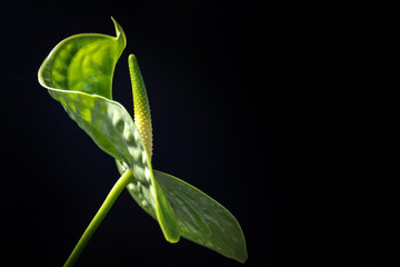 Anthurium, flower, close-up, macro.