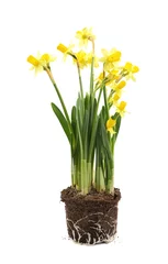 Foto op Canvas Yellow narcissus flower isolated © Dmitri Stalnuhhin
