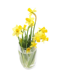 Yellow narcissus flower isolated