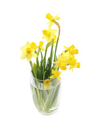 Yellow narcissus flower isolated