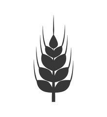 Grain concept represented by wheat ears icon. Isolated and flat illustration