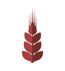 Grain concept represented by wheat ears icon. Isolated and flat illustration