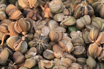 Ripe fruit of Legumes Sacha inchi or Inca peanut tree,Tropical h