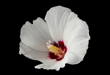 Fototapeta na wymiar Hibiscus flower on black