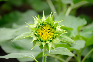 young Sunflower