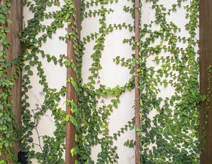 Abstract green wall of ivy gourd for background, select focus
