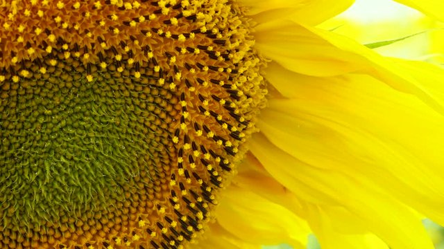 close up video of  a yellow sunflower. Agriculture industry scene. Summer season time.  4K stock footage clip
