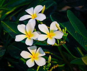Fototapeta na wymiar plumeria flowers