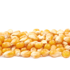 Line pile of corn kernels isolated