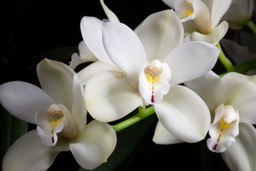 Orchid flowers over black (Cymbidium sp)