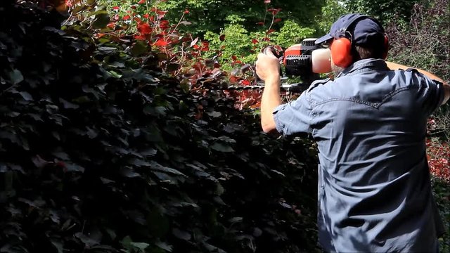 cutting hedge with sound, man, engine trimmer, gardening
 