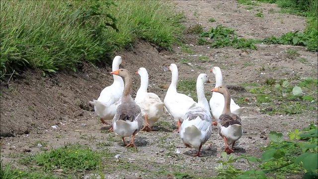 geese on a farm
