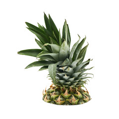 Upper half of a pineapple fruit
