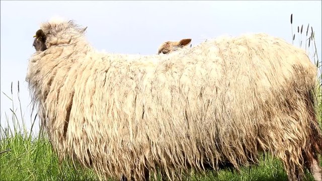 sheep on dike
