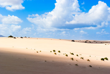 Nature reserve Dunes of Corralejo. Fuerteventura. Canary Islands. Spain