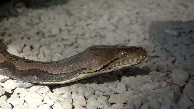 Python reticulatus closeup moving on the ground. Super slow motion 240fps.