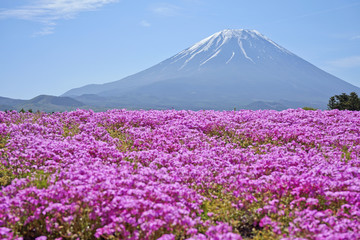 Fototapeta na wymiar Mt.Fuji and Shibazakura Festival.