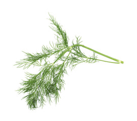 Dill herb isolated