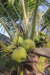 Sweet coconut cluster on sweet coconut tree
