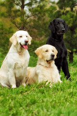 group of three dogs - flat-coated Retriever and two Golden Retri