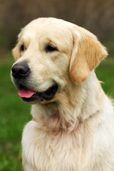 Beautiful happy dog Golden Retriever in the summer outdoors