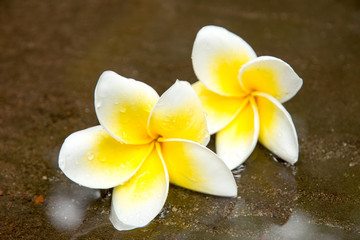 Frangipani tropical flowers, Plumeria flowers fresh