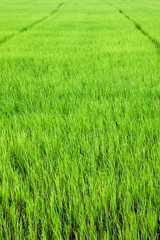 Green Paddy