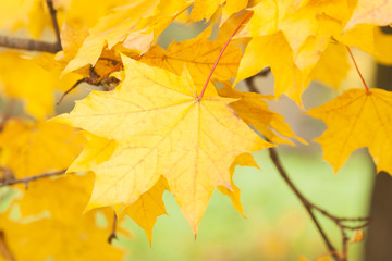 Yellow Acer Leaves in Autumn