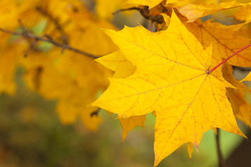 Naklejka na ściany i meble Yellow Acer Leaves in Autumn