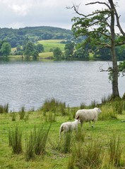 Two Herdwick sheep in The Lake District in Cumbria