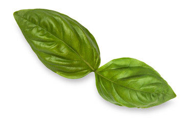 fresh green basil leaves isolated on white background, top view