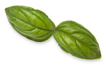 fresh green basil leaves isolated on white background, top view