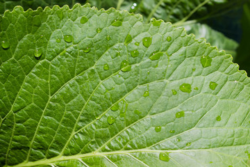 Fototapeta premium Background of a part of horseradish leaf closeup