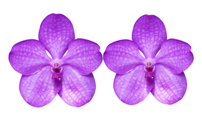 orchid