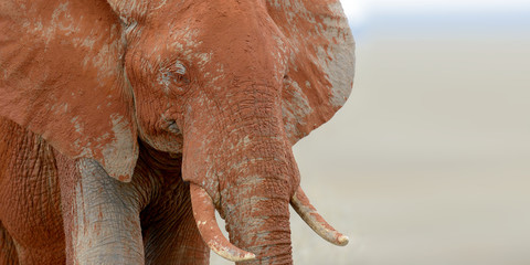 Obraz na płótnie Canvas Elephant on savannah in Africa