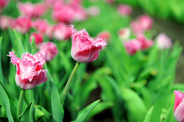 Obraz premium Tulips in spring field