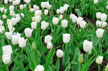 Tulips in spring field