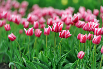 Tulips in spring field