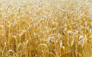 Ripe wheat on a field closeup