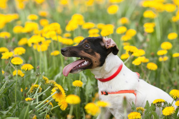 jack russel on flower meadow