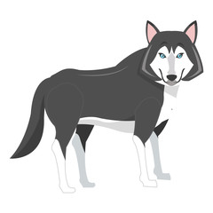 flat design big wolf icon vector illustration