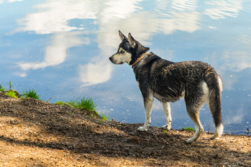 Husky an einem See
