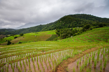 Fototapeta na wymiar Rice fields on terraced of Pa Pong Pieng, Mae Chaem, Chiang Mai,
