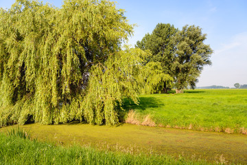 Obraz premium Polder landscape with a large weeping willow tree in the foregro