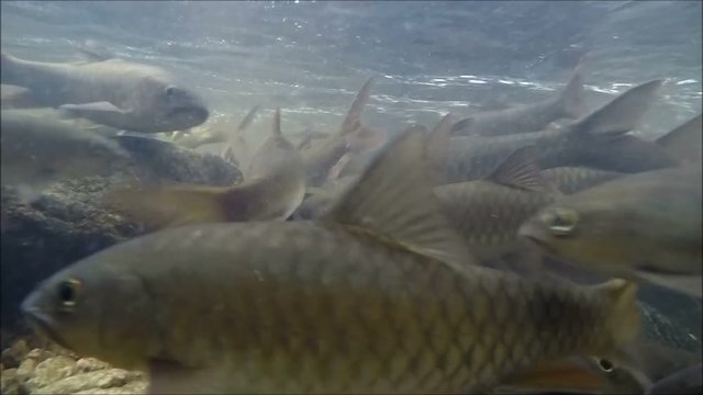 Neolissochilus in Khao Cha Mao Waterfall at Rayong Thailand